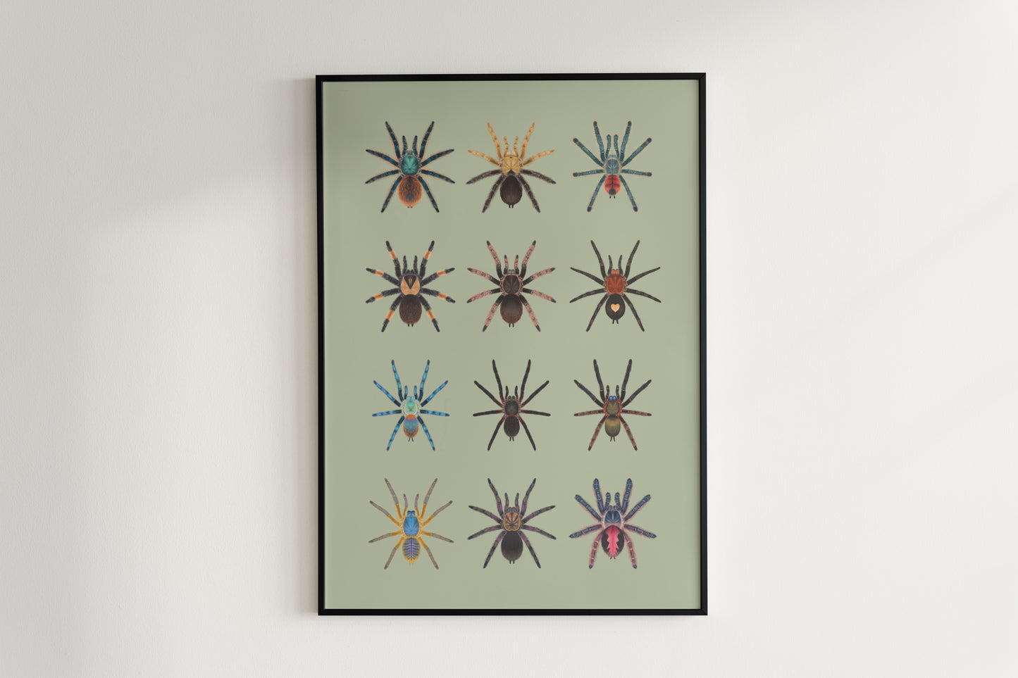 Tarantula Collection: Series 8 Poster from The Silk Ranch