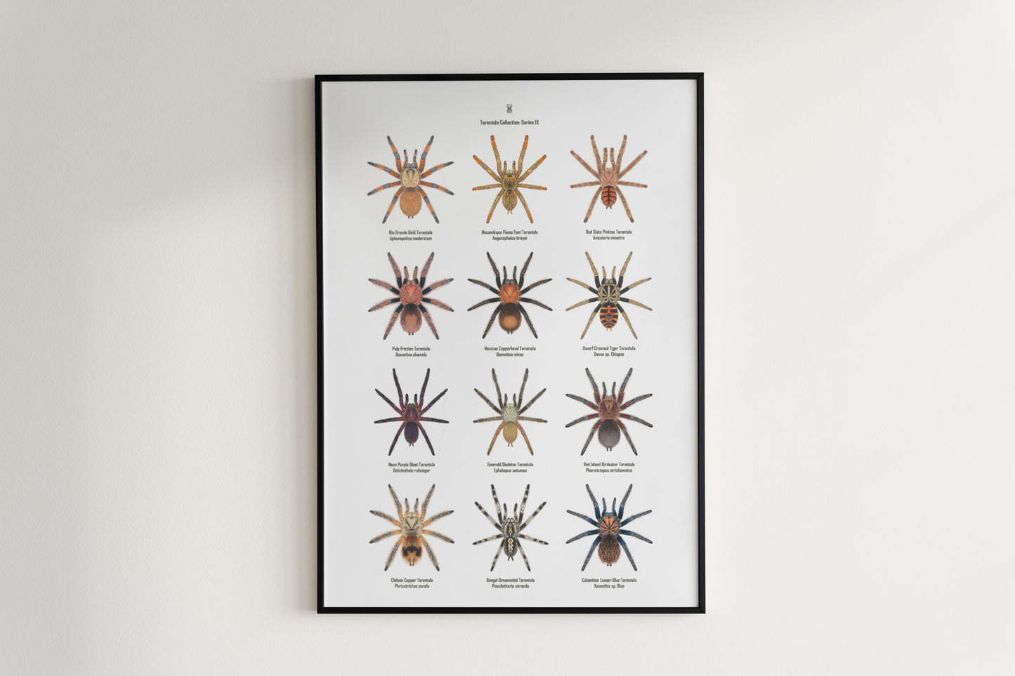Tarantula Collection: Series IX Poster from The Silk Ranch