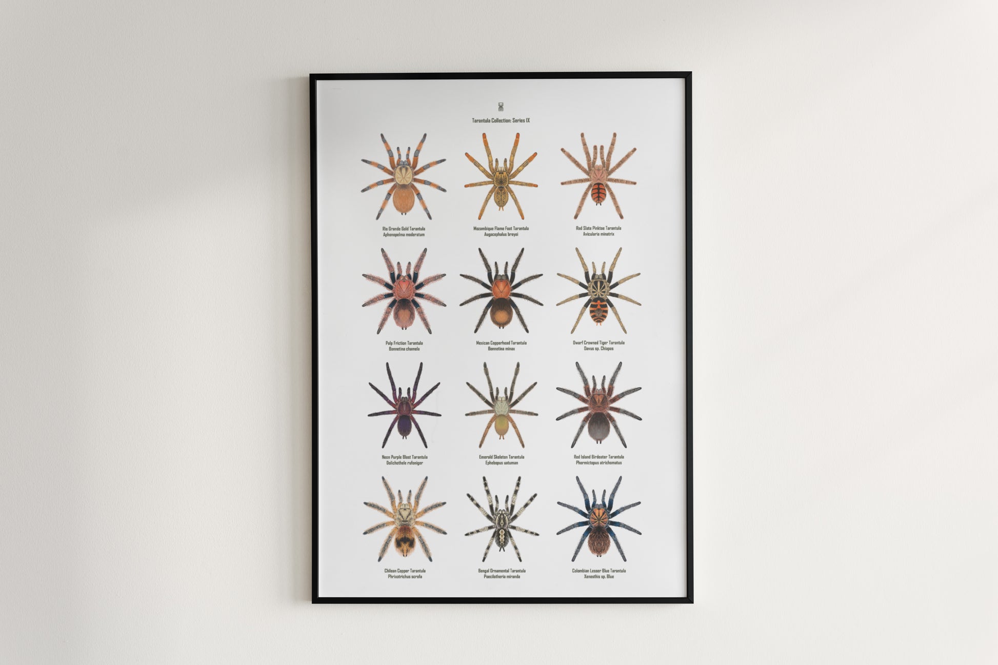 Tarantula Collection: Series IX Poster from The Silk Ranch