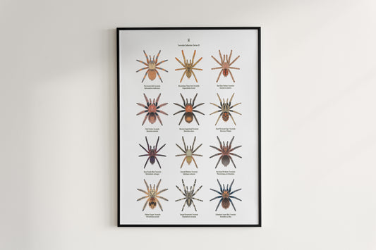 Tarantula Collection: Series IX Poster from The Silk Ranch