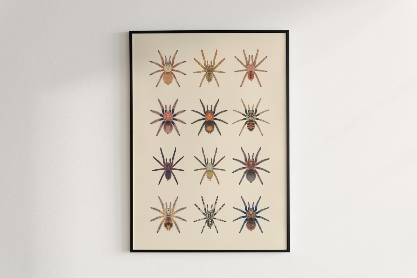 Tarantula Collection: Series IX Poster from The Silk Ranch