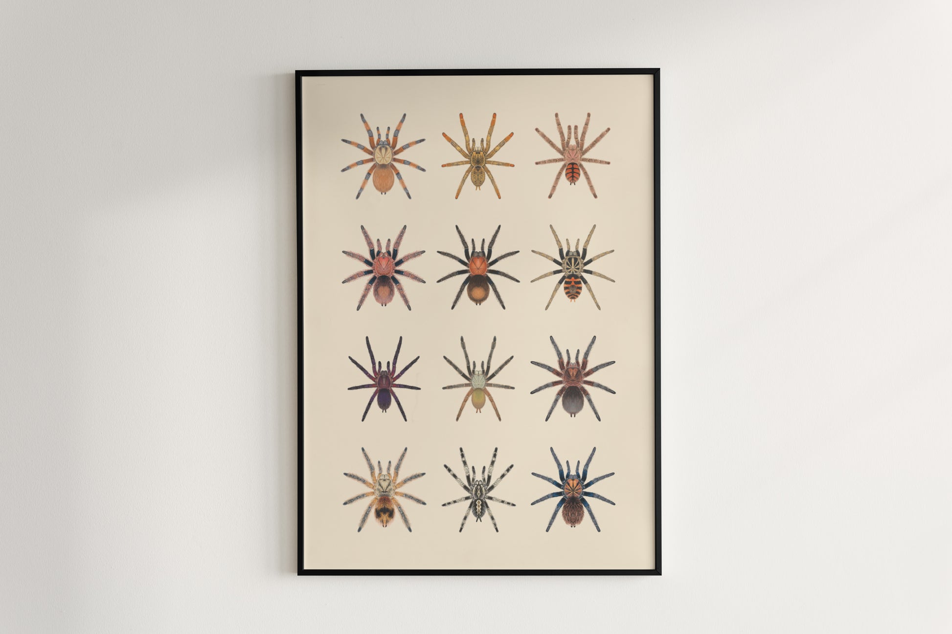 Tarantula Collection: Series IX Poster from The Silk Ranch