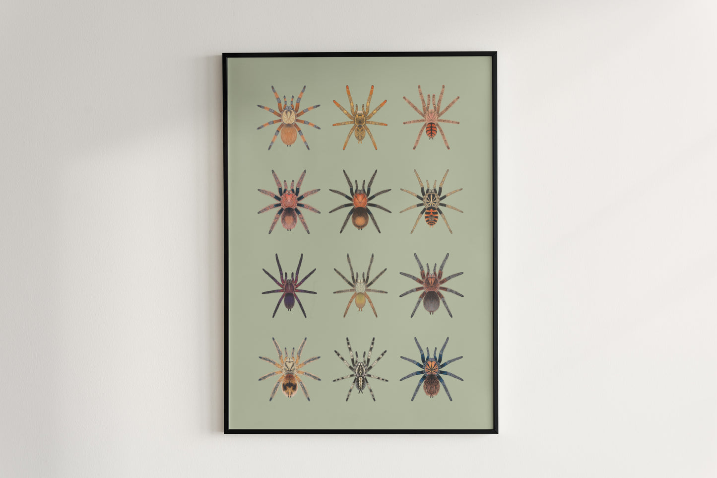 Tarantula Collection: Series IX Poster from The Silk Ranch