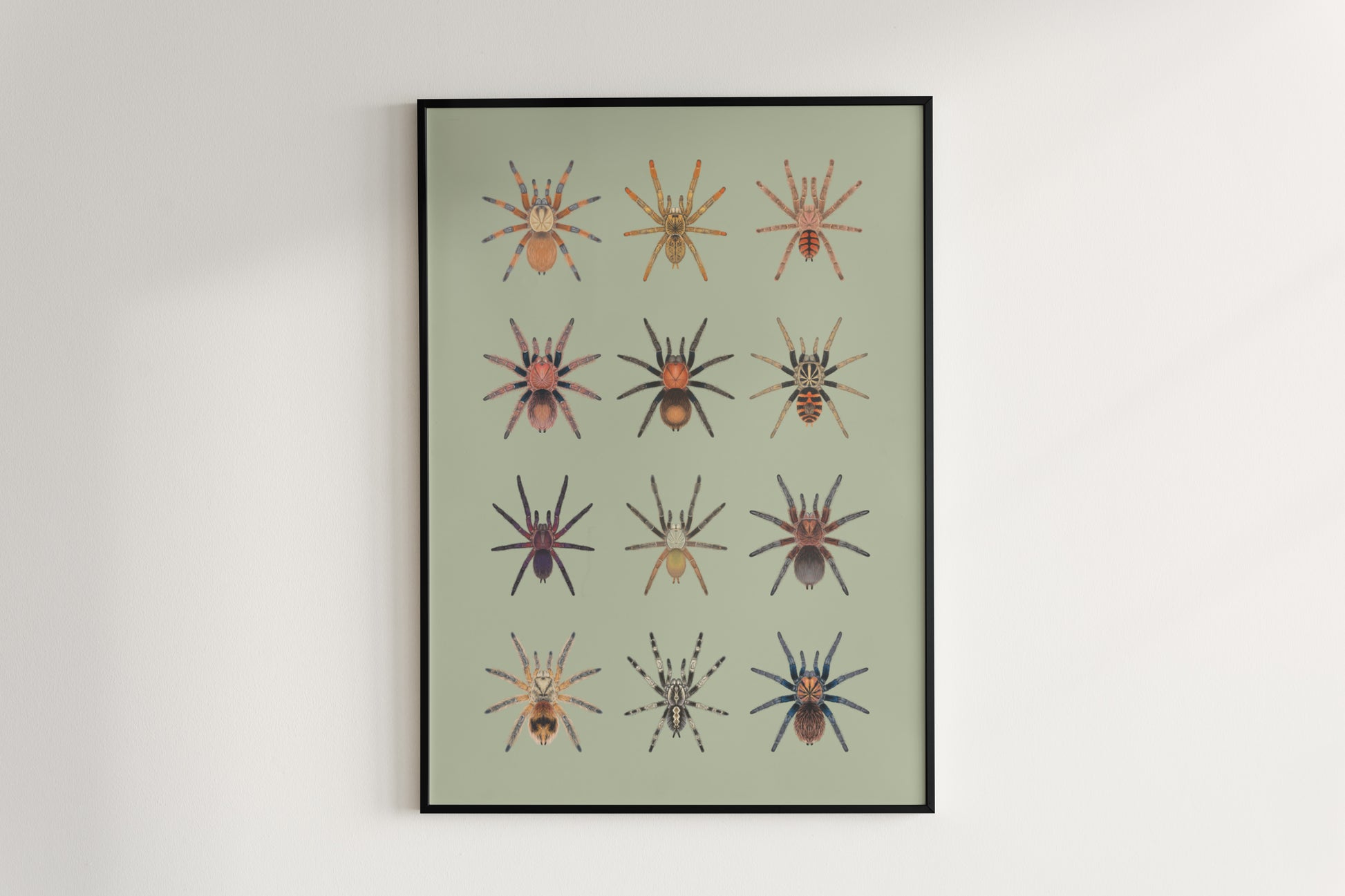 Tarantula Collection: Series IX Poster from The Silk Ranch