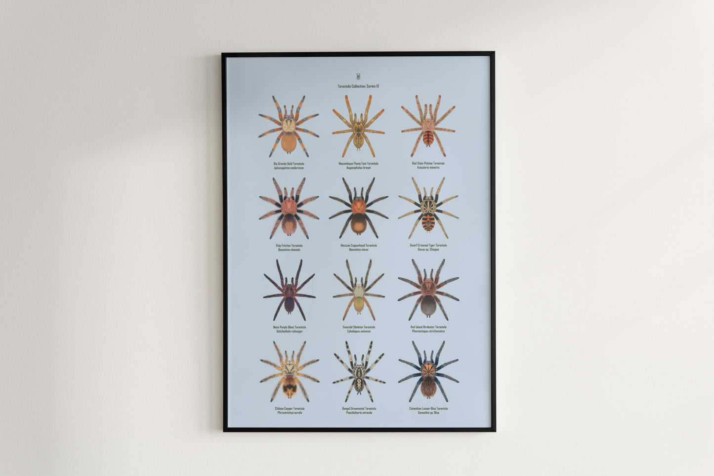 Tarantula Collection: Series IX Poster from The Silk Ranch