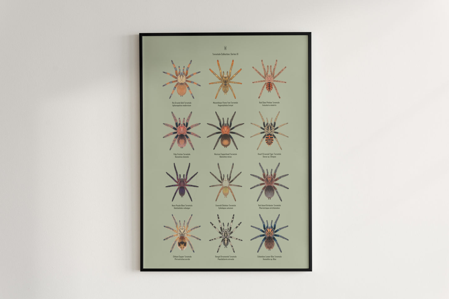 Tarantula Collection: Series IX Poster from The Silk Ranch
