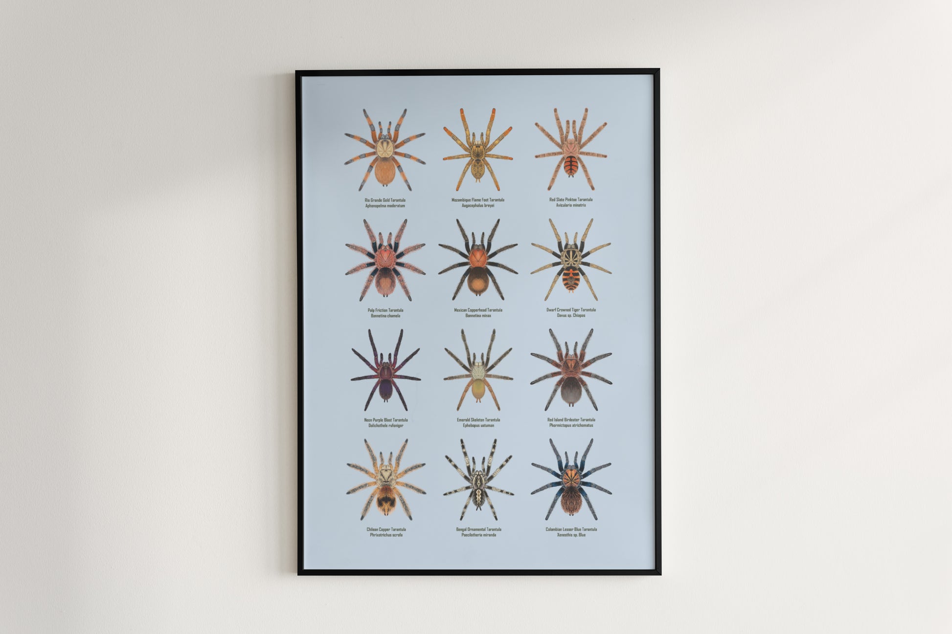 Tarantula Collection: Series IX Poster from The Silk Ranch