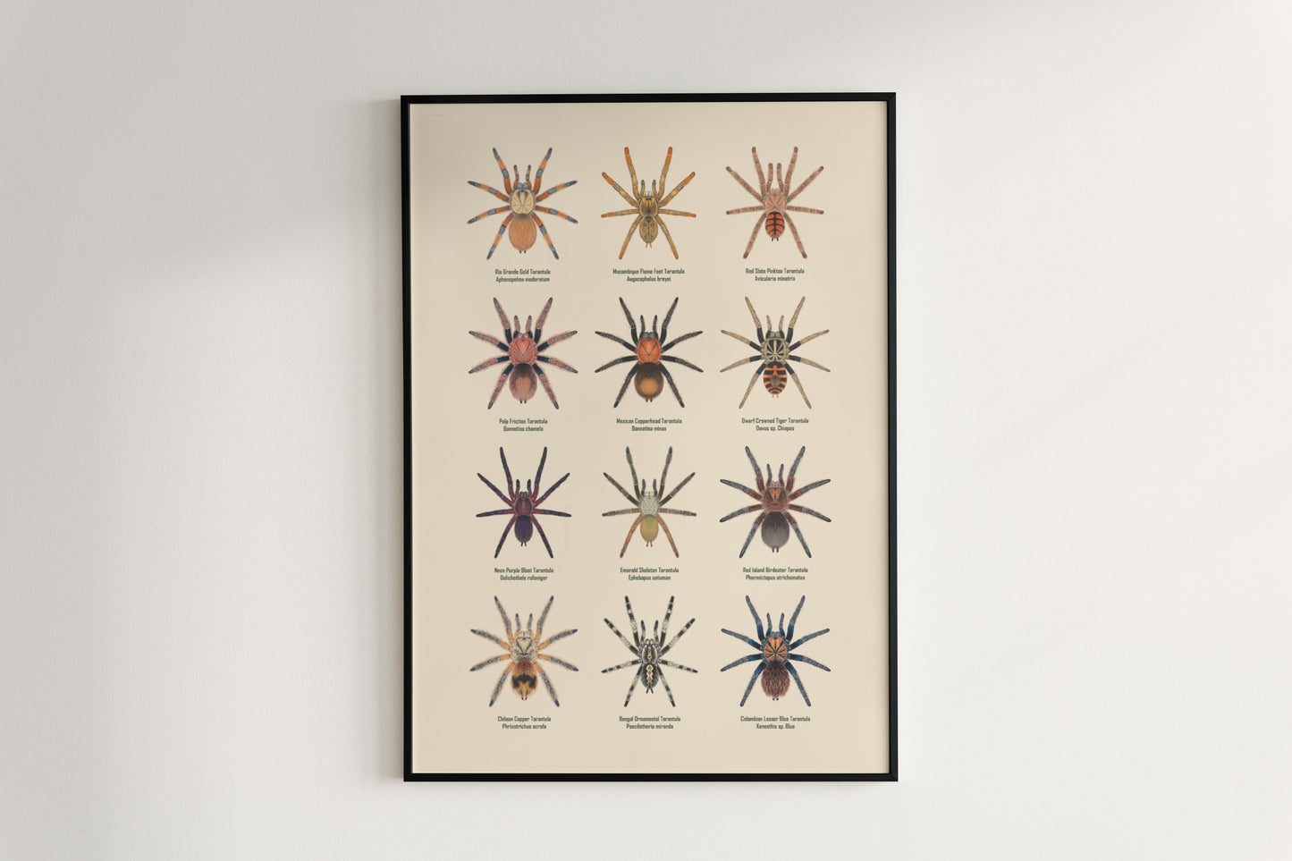Tarantula Collection: Series IX Poster from The Silk Ranch