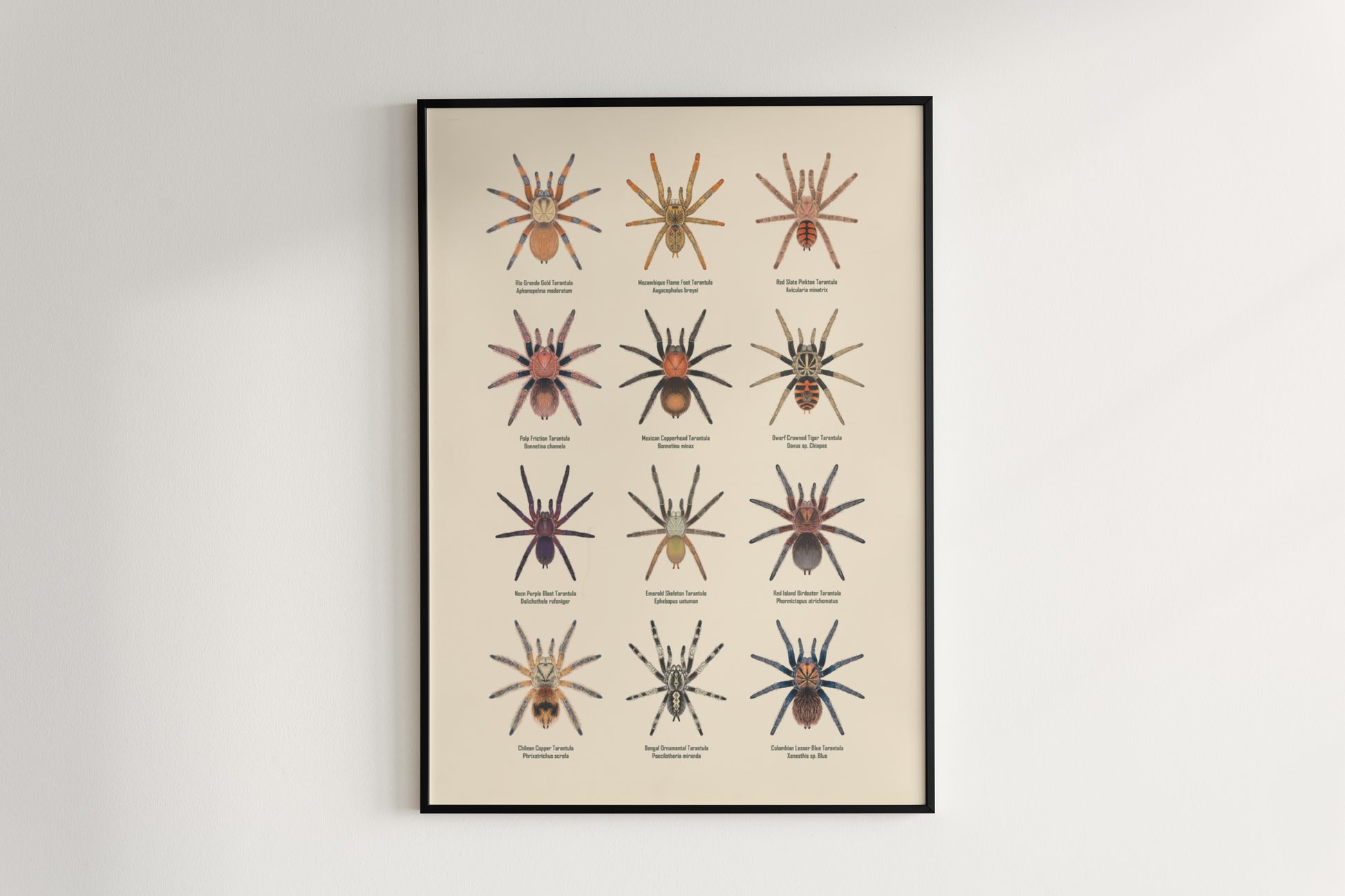 Tarantula Collection: Series IX Poster from The Silk Ranch