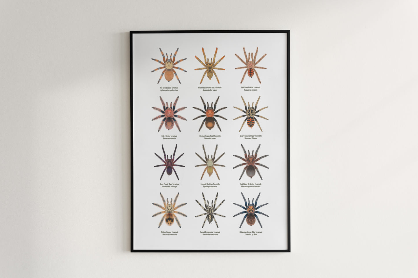 Tarantula Collection: Series IX Poster from The Silk Ranch