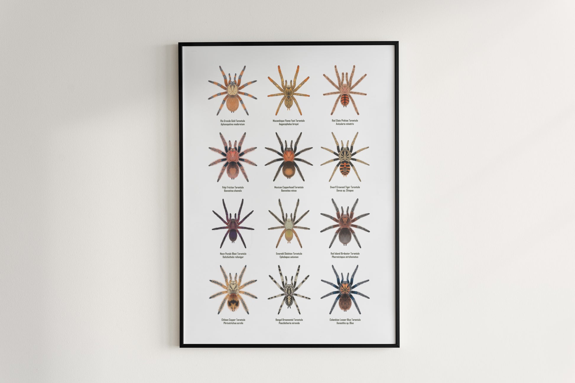Tarantula Collection: Series IX Poster from The Silk Ranch