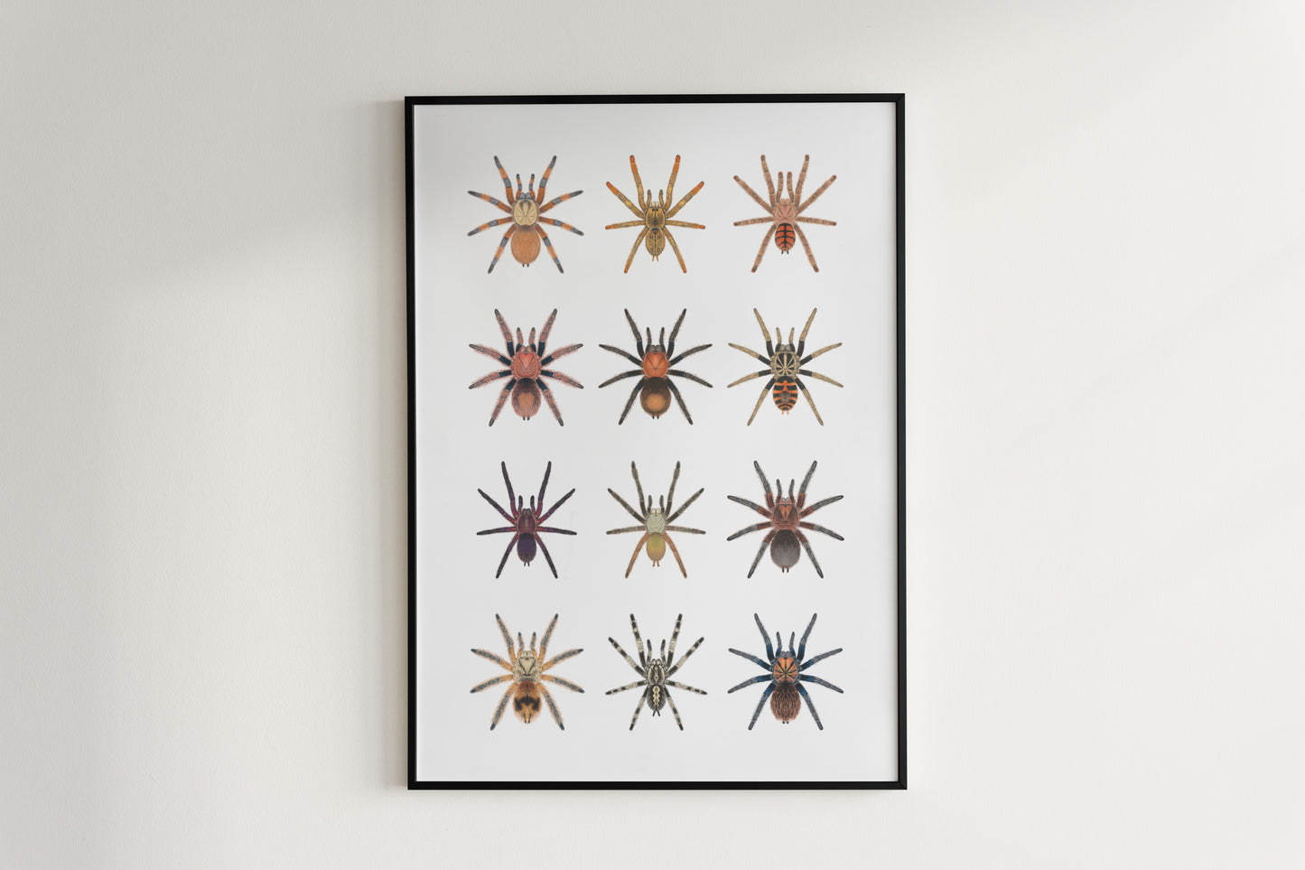 Tarantula Collection: Series IX Poster from The Silk Ranch