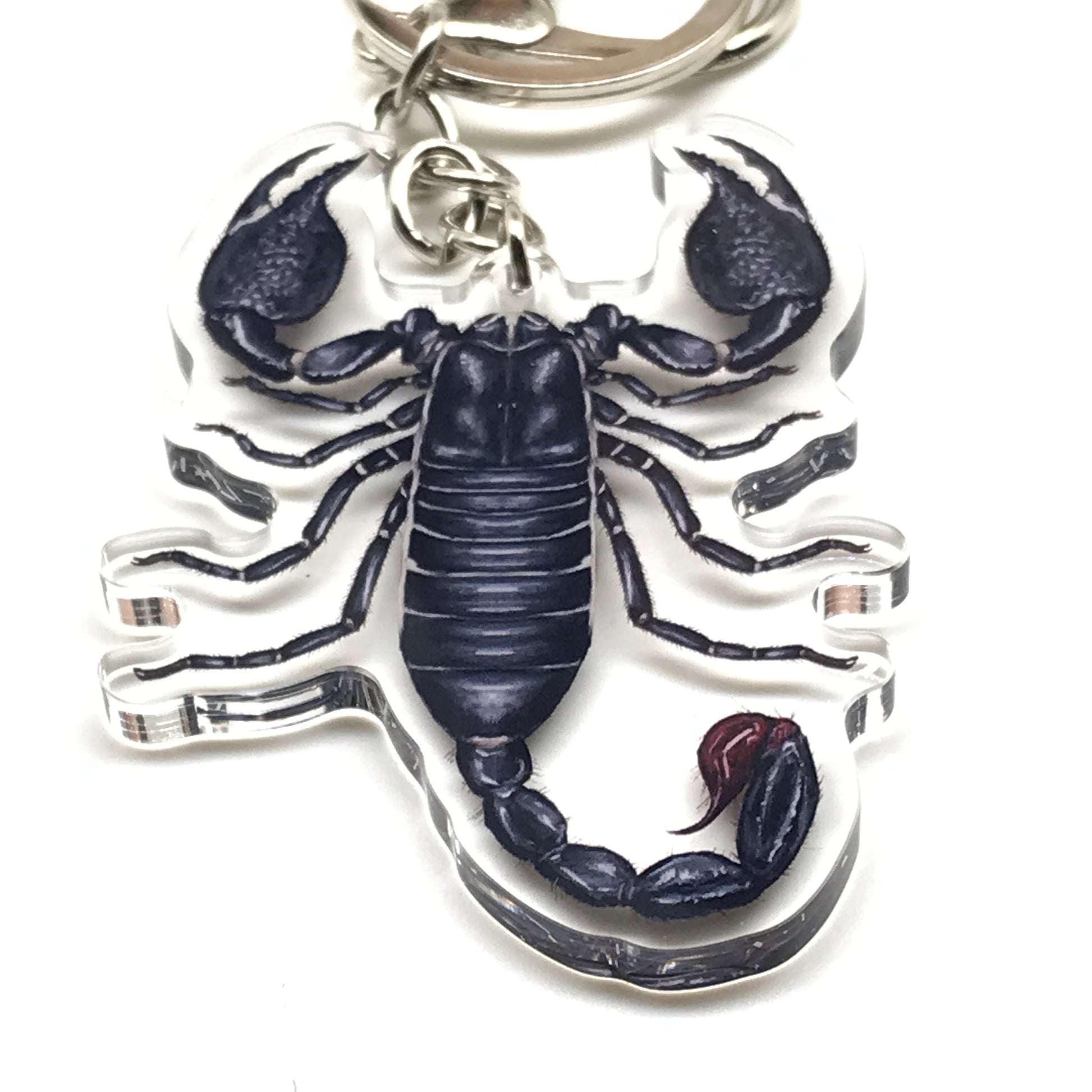 Acrylic emperor scorpion keychain featuring a realistic Pandinus imperator design attached to a metal keyring.