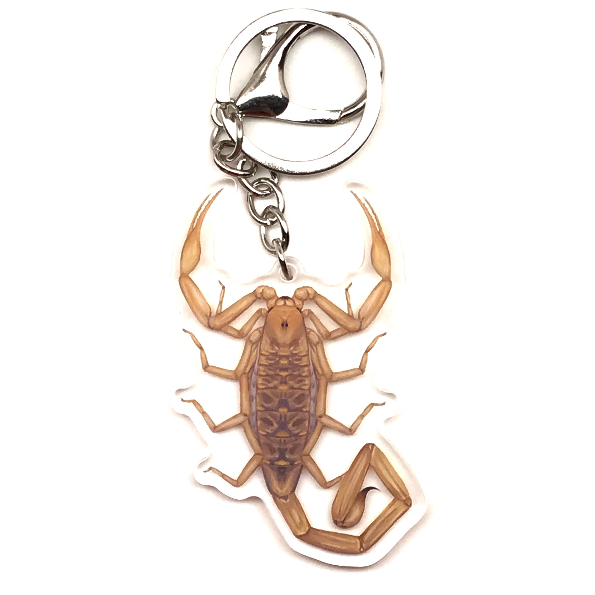 Arizona Bark Scorpion Keychain, Centruroides Sculpturatus Acrylic Charm from The Silk Ranch