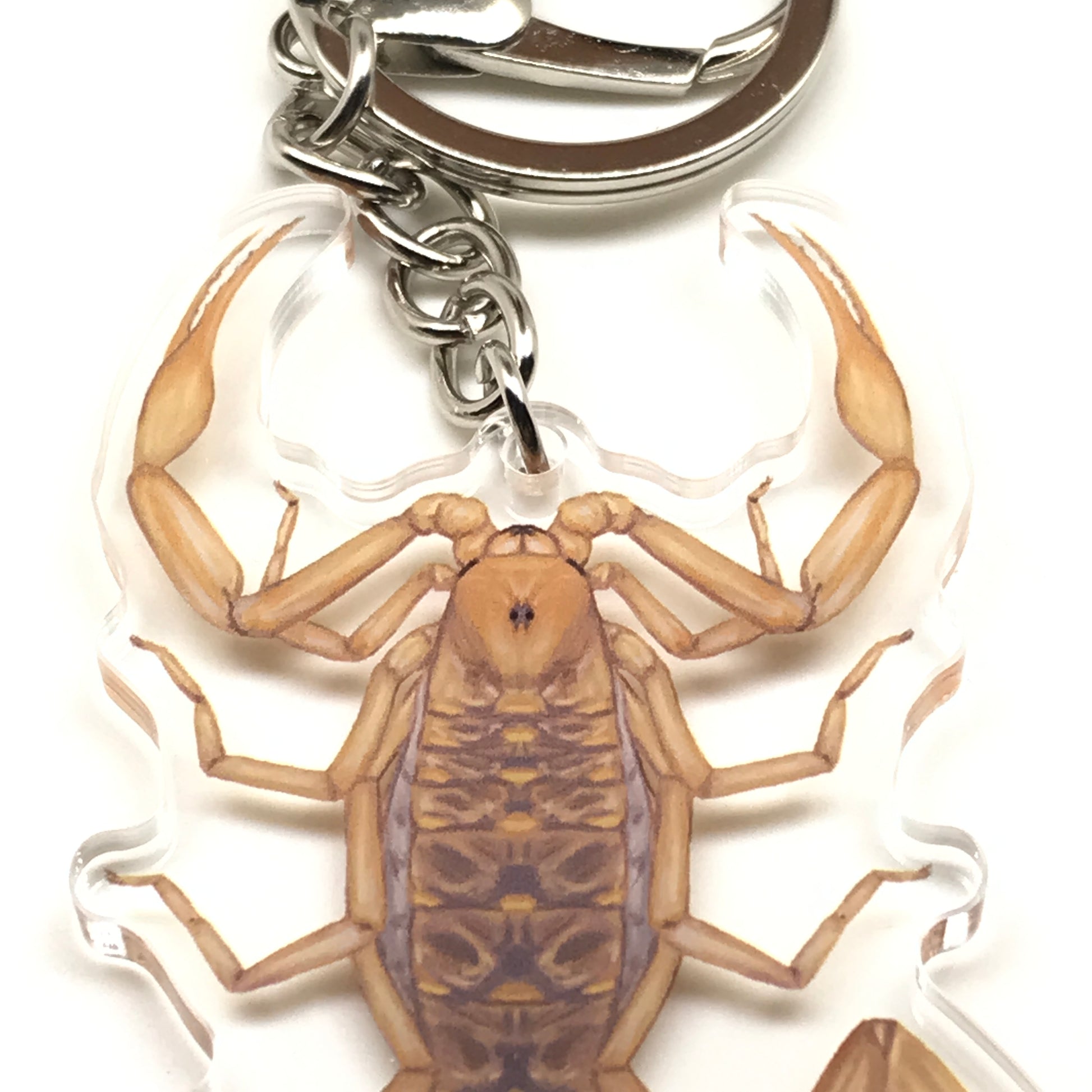Arizona Bark Scorpion Keychain, Centruroides Sculpturatus Acrylic Charm from The Silk Ranch
