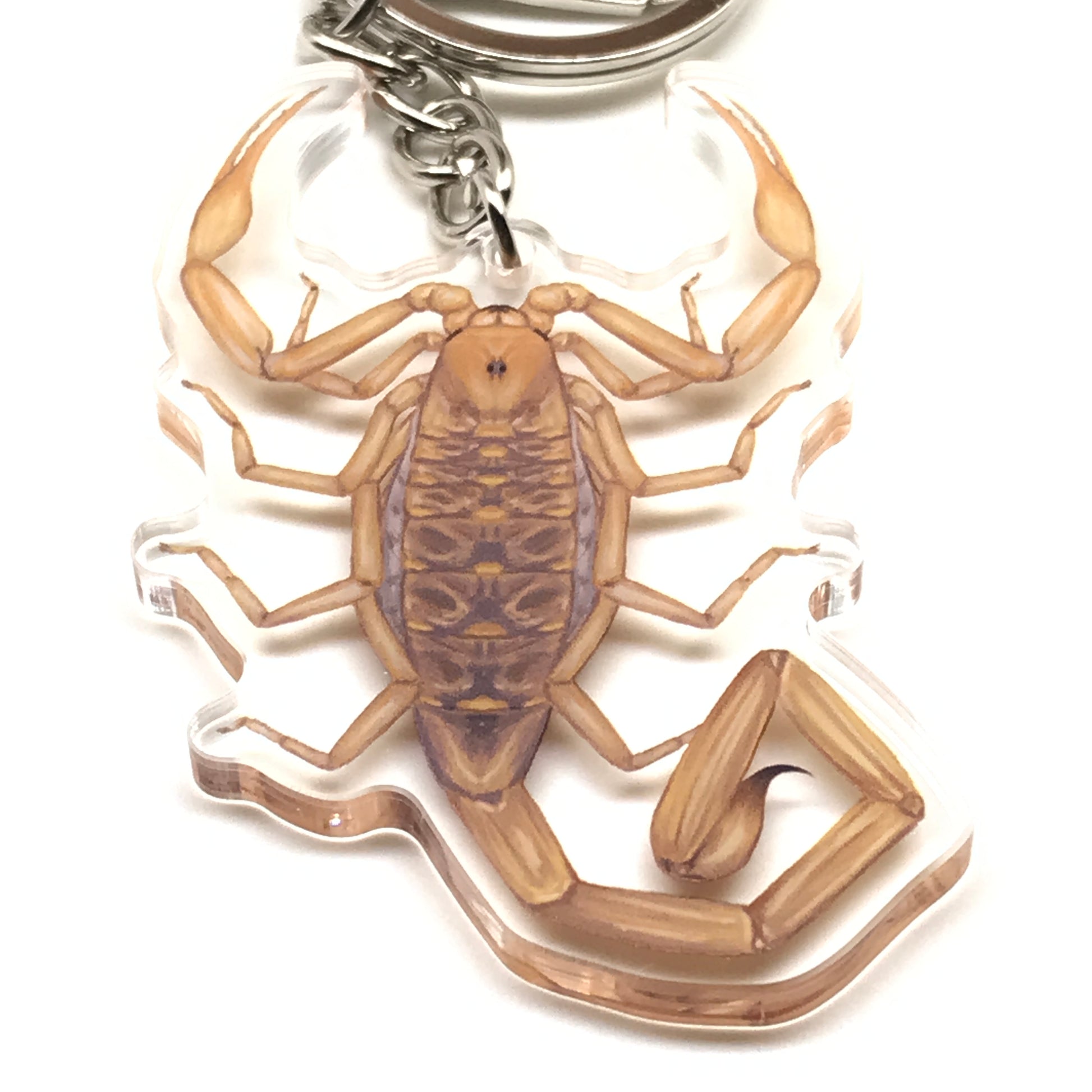 Arizona Bark Scorpion Keychain, Centruroides Sculpturatus Acrylic Charm from The Silk Ranch