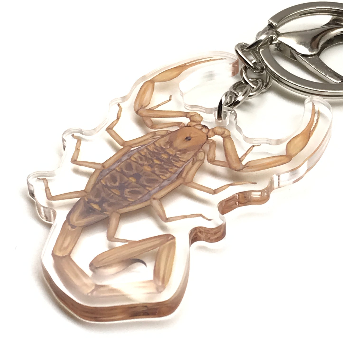 Arizona Bark Scorpion Keychain, Centruroides Sculpturatus Acrylic Charm from The Silk Ranch