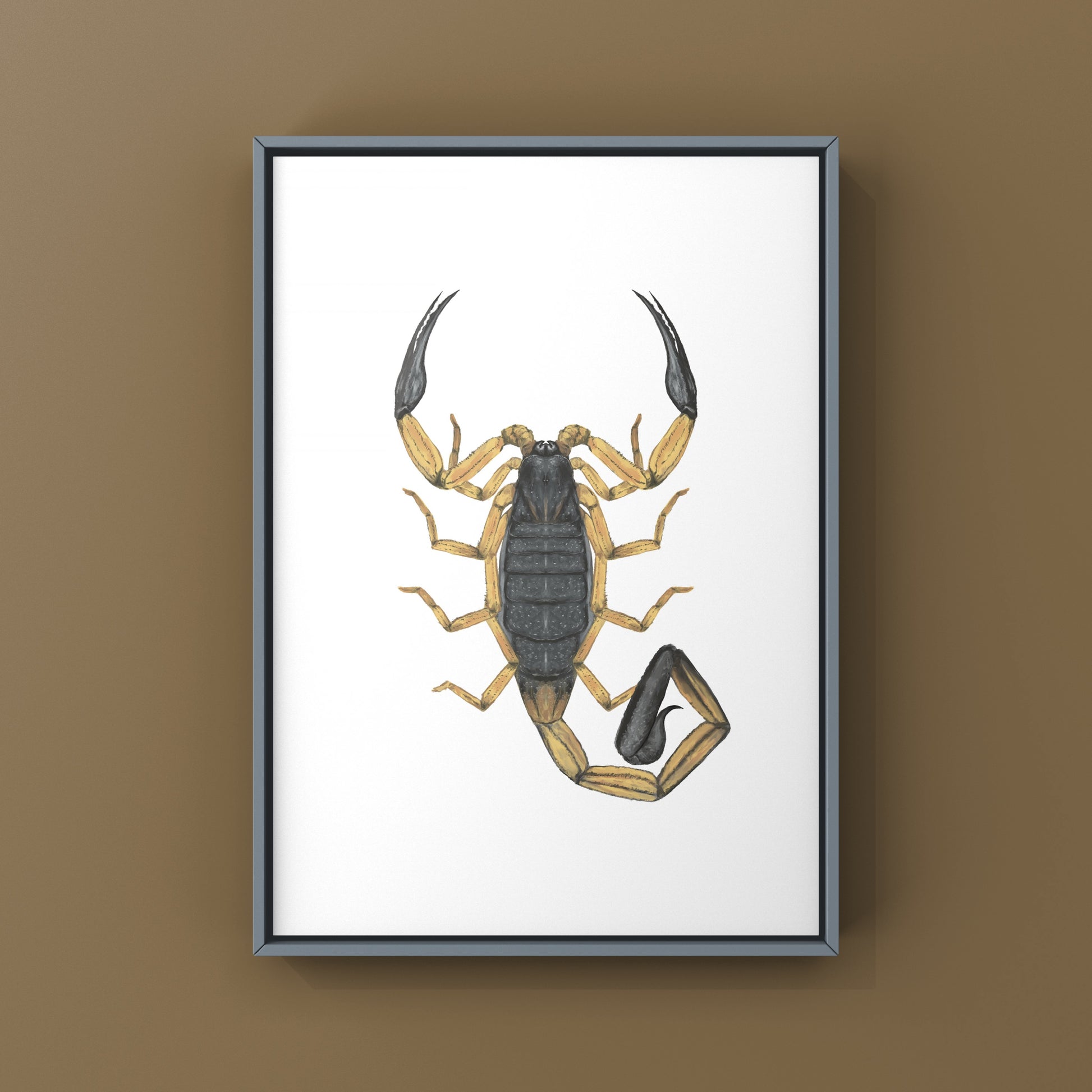 Two-toned Bark Scorpion, Centruroides Bicolor, Photographic Art Print from The Silk Ranch