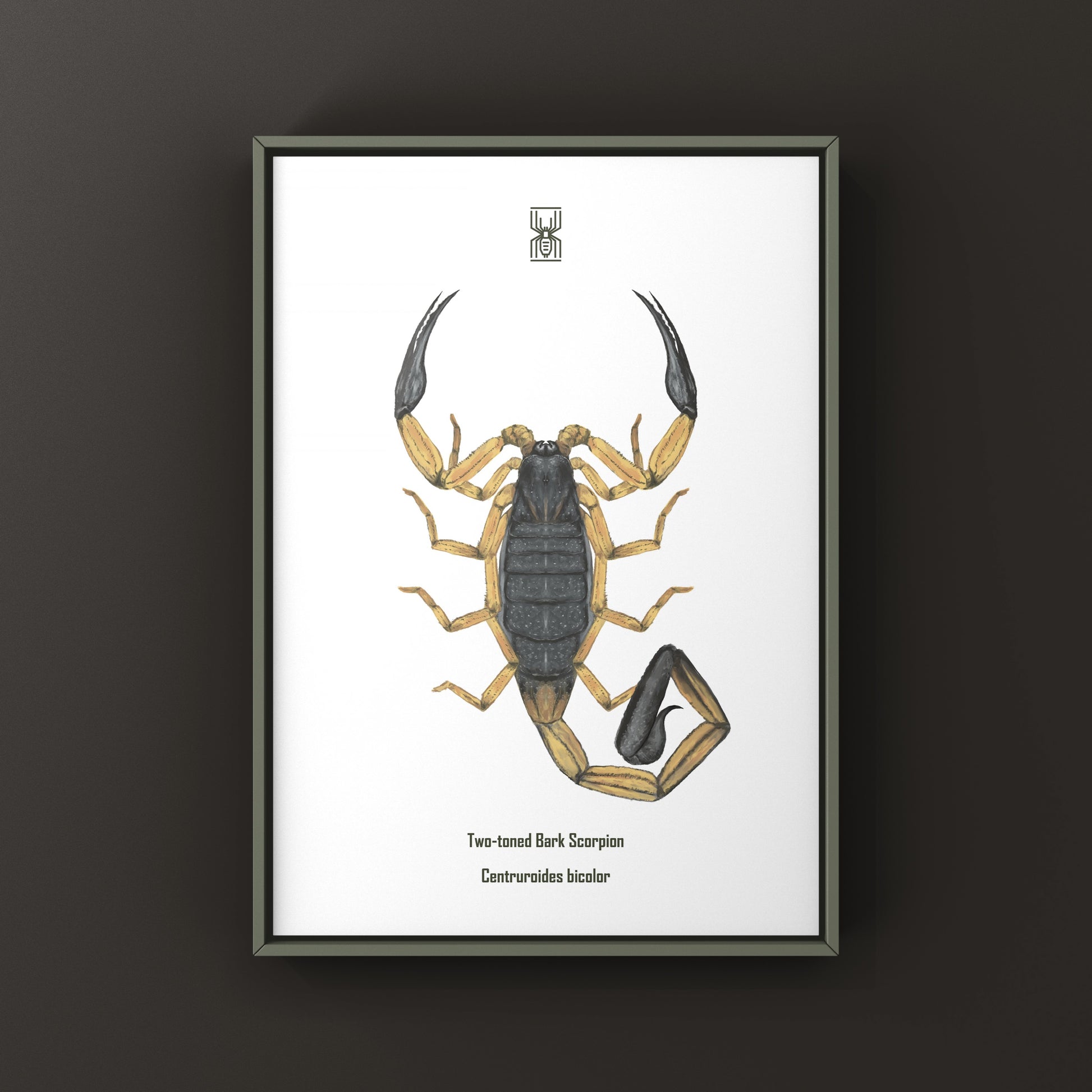 Two-toned Bark Scorpion, Centruroides Bicolor, Photographic Art Print from The Silk Ranch