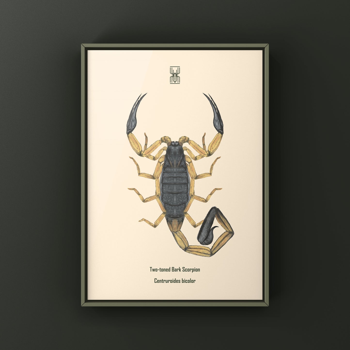 Two-toned Bark Scorpion, Centruroides Bicolor, Photographic Art Print from The Silk Ranch