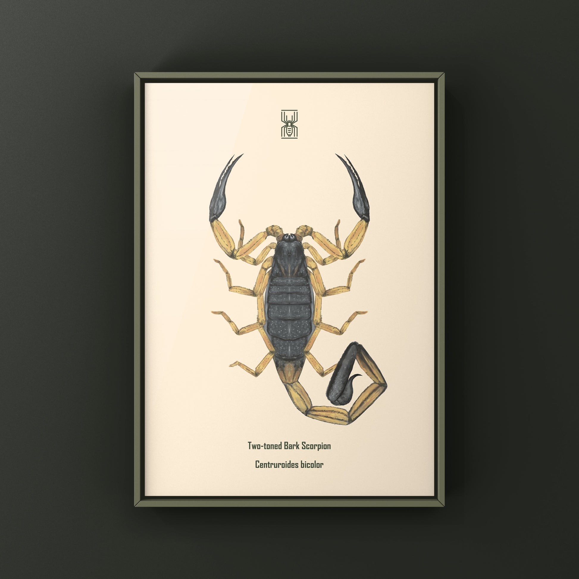 Two-toned Bark Scorpion, Centruroides Bicolor, Photographic Art Print from The Silk Ranch