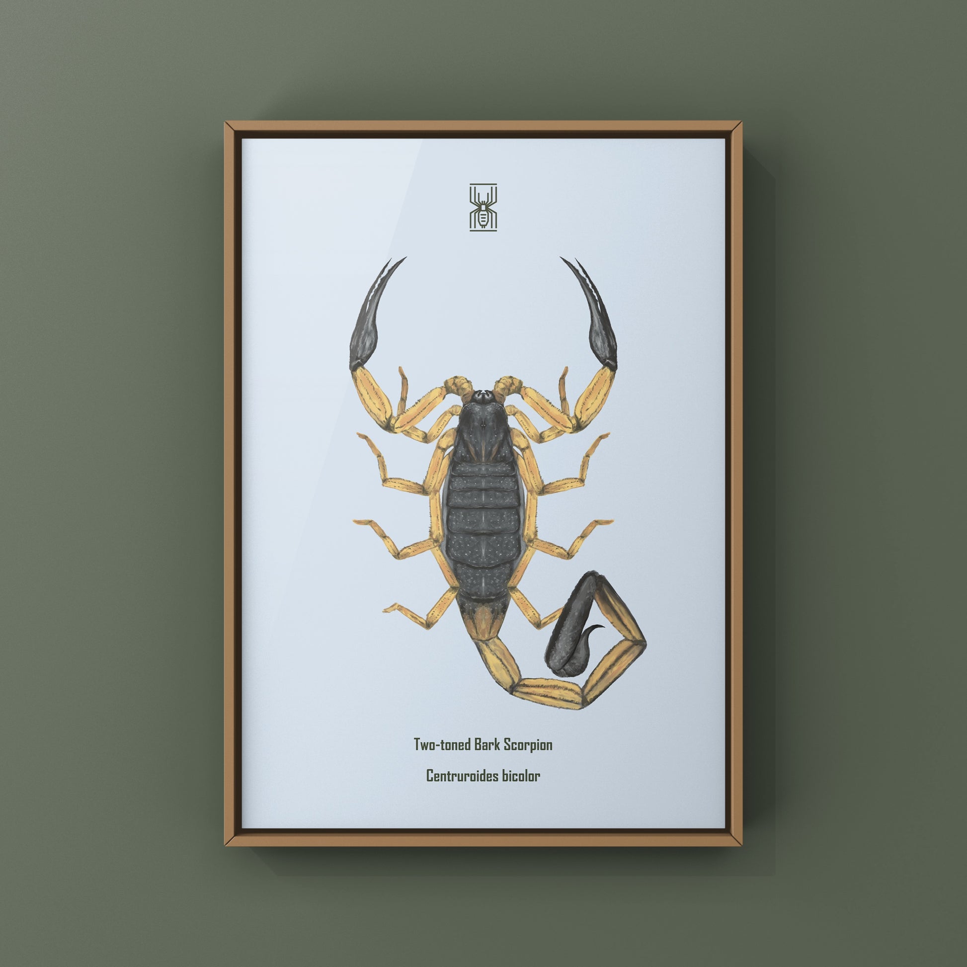 Two-toned Bark Scorpion, Centruroides Bicolor, Photographic Art Print from The Silk Ranch