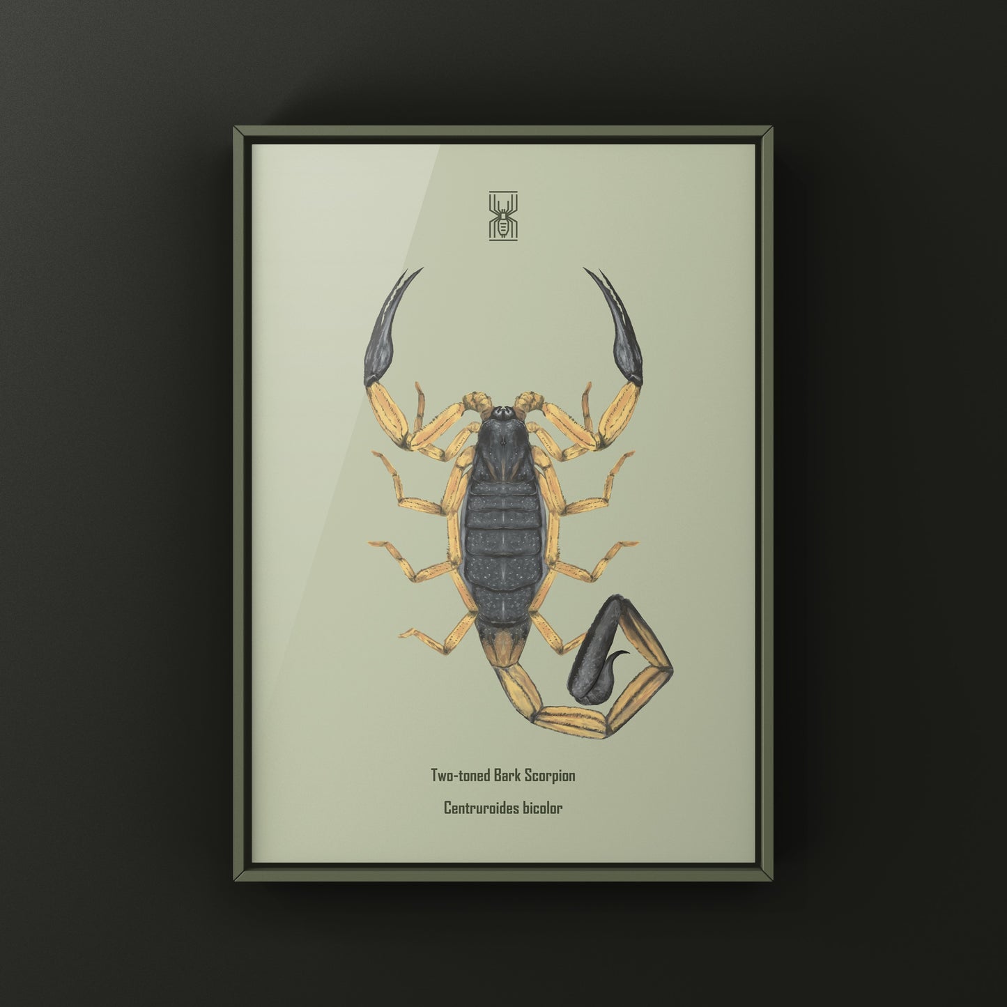 Two-toned Bark Scorpion, Centruroides Bicolor, Photographic Art Print from The Silk Ranch