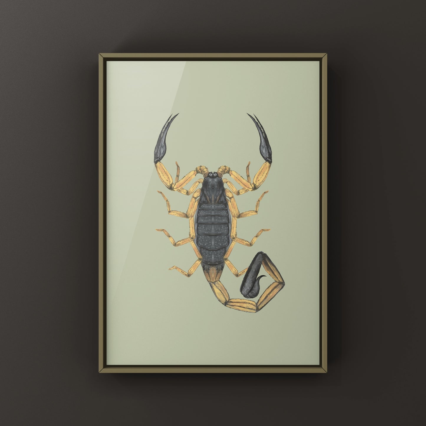 Two-toned Bark Scorpion, Centruroides Bicolor, Photographic Art Print from The Silk Ranch