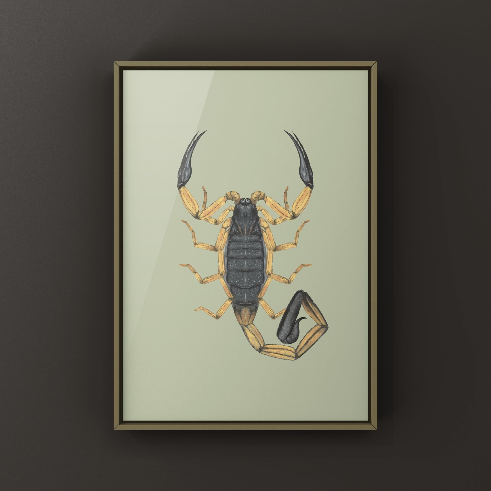 Two-toned Bark Scorpion, Centruroides Bicolor, Photographic Art Print from The Silk Ranch