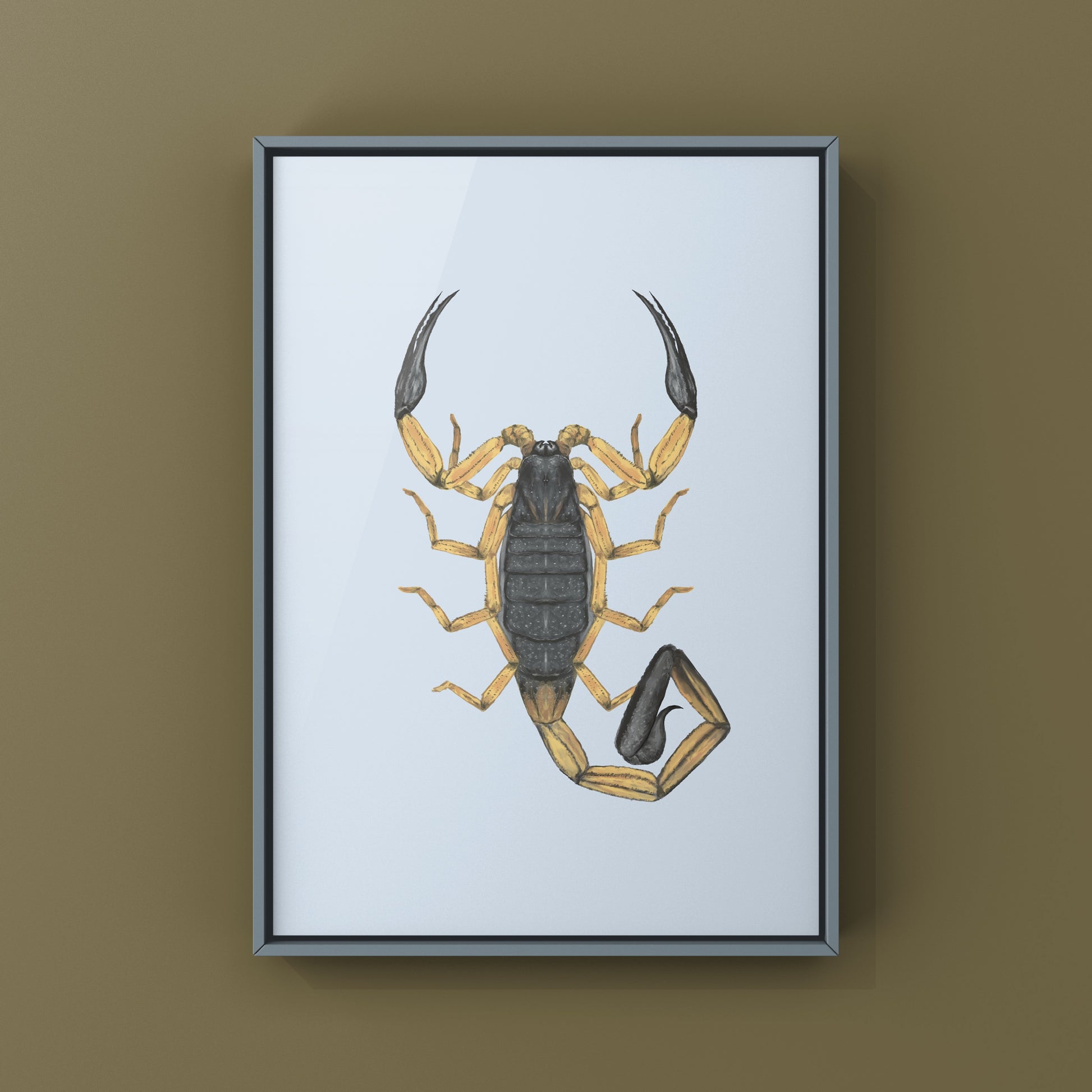 Two-toned Bark Scorpion, Centruroides Bicolor, Photographic Art Print from The Silk Ranch