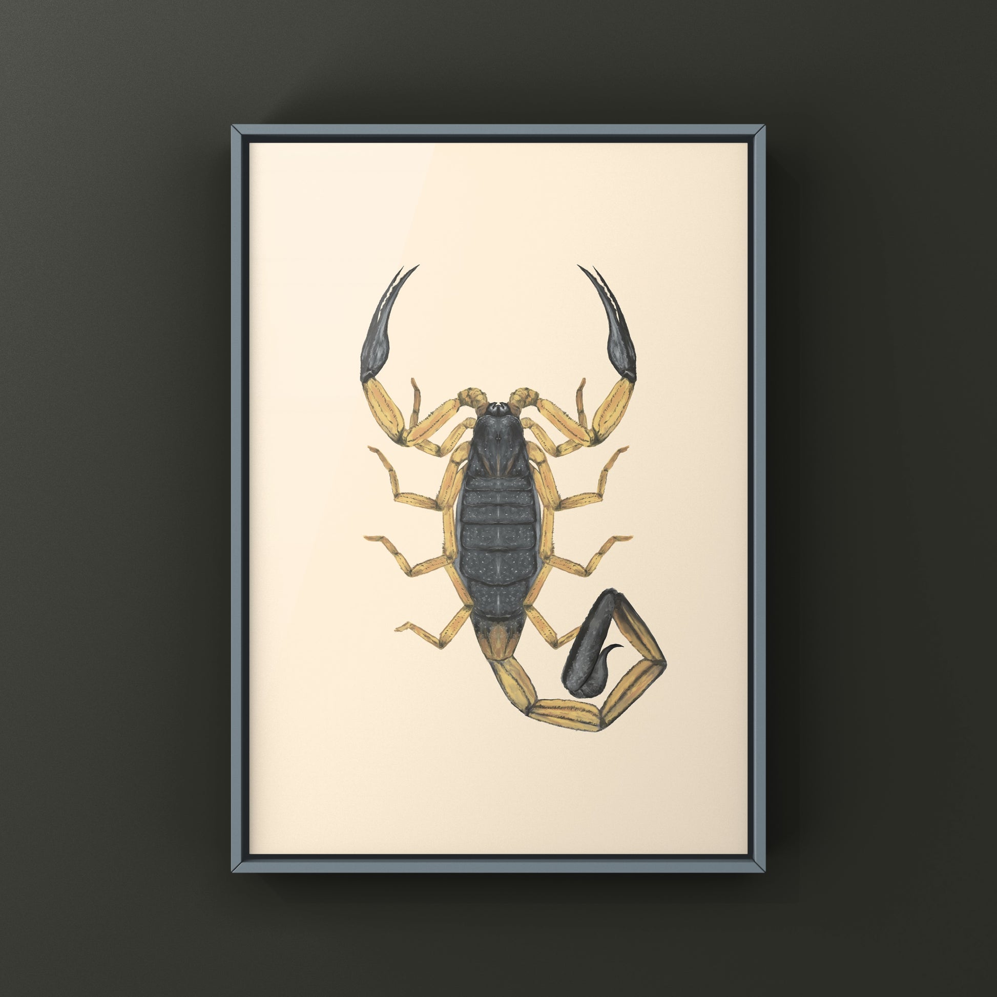 Two-toned Bark Scorpion, Centruroides Bicolor, Photographic Art Print from The Silk Ranch