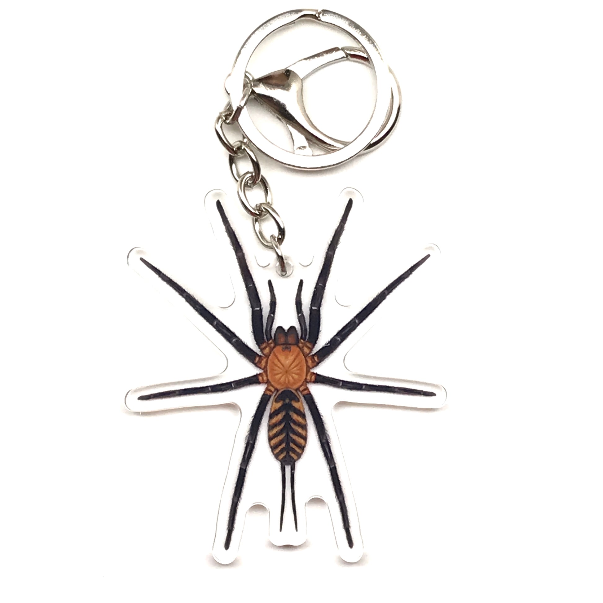 Tiger Curtain Web Spider Juvenile Keychain, Linothele Fallax Acrylic Charm from The Silk Ranch