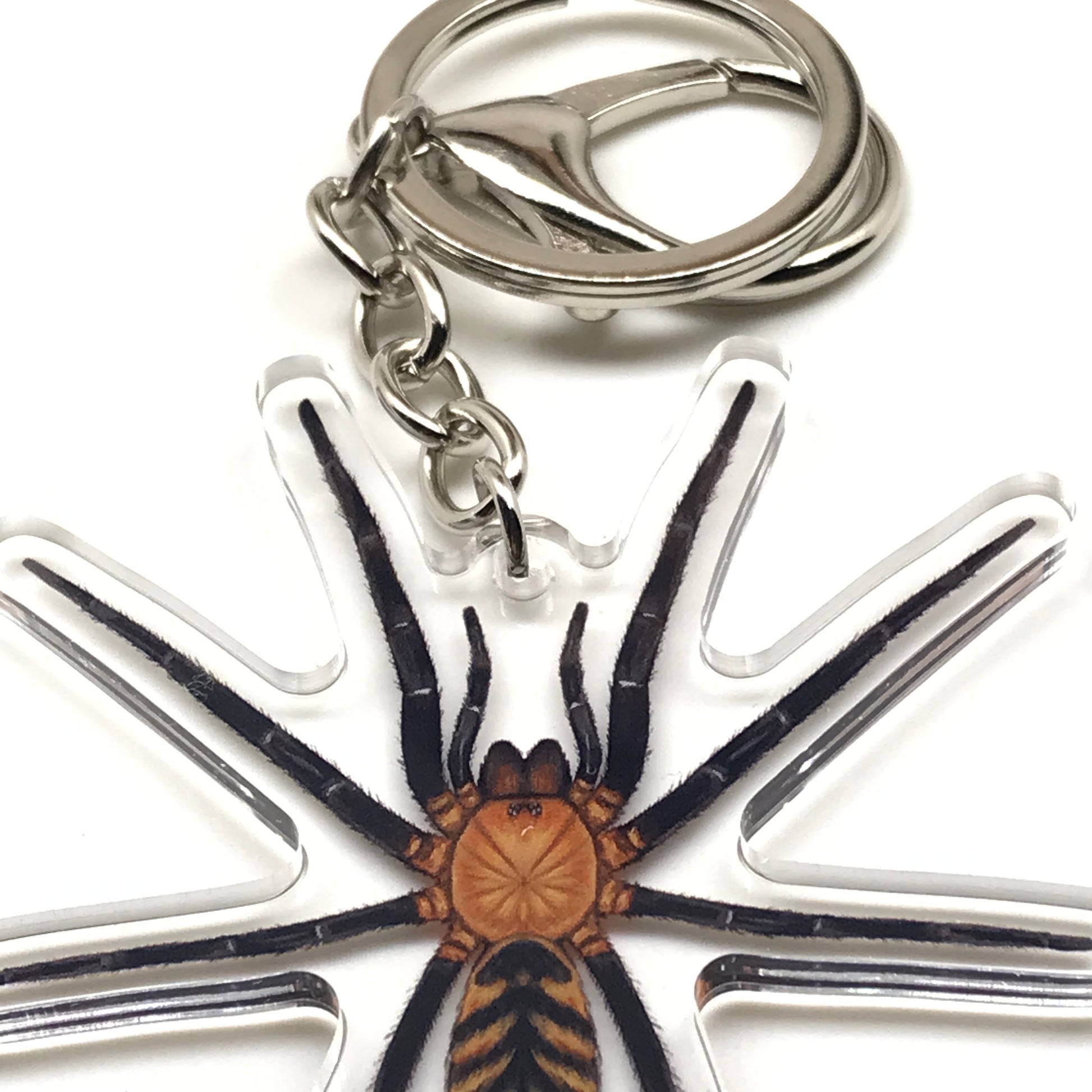 Tiger Curtain Web Spider Juvenile Keychain, Linothele Fallax Acrylic Charm from The Silk Ranch