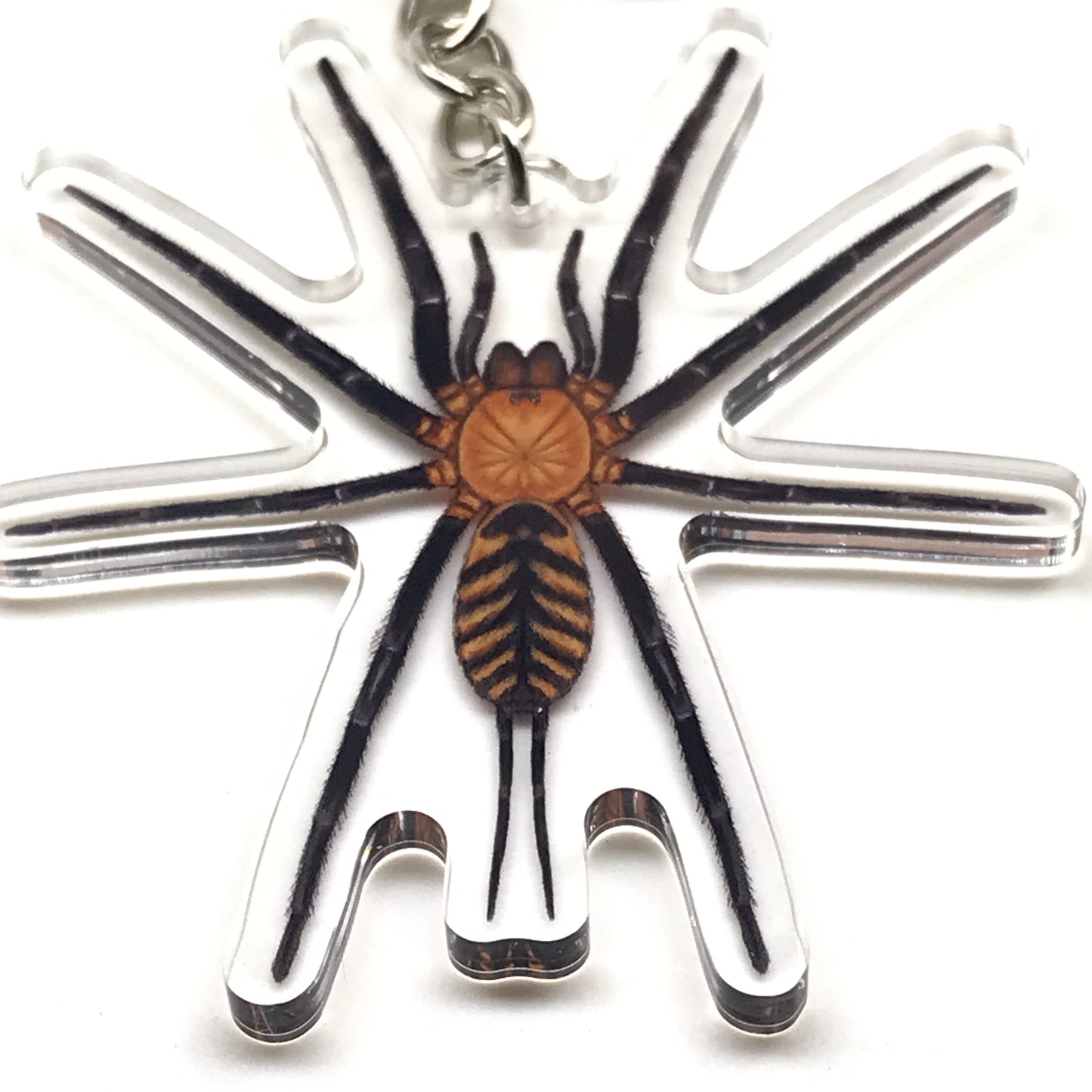 Tiger Curtain Web Spider Juvenile Keychain, Linothele Fallax Acrylic Charm from The Silk Ranch