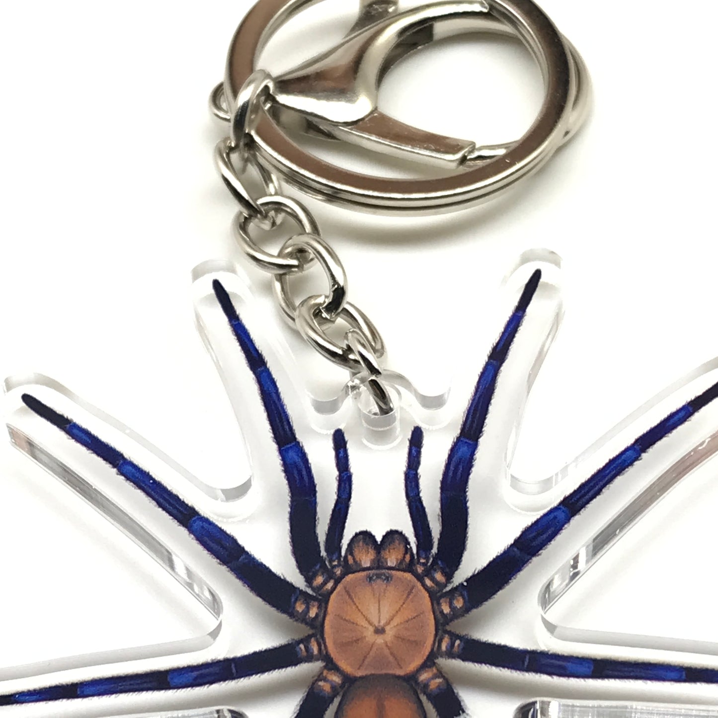 Acrylic keychain featuring a Colombian curtain web spider, Linothele Sericata, with detailed spider charm on a metal keyring.