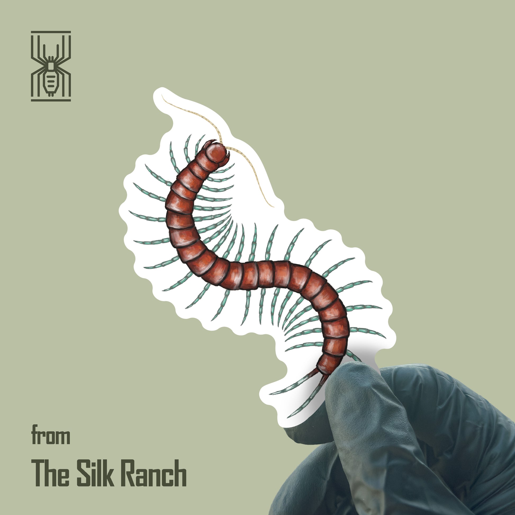 Mint Leg Centipede Sticker, Scolopendra Sp. Mint Legs Waterproof Vinyl Sticker from The Silk Ranch