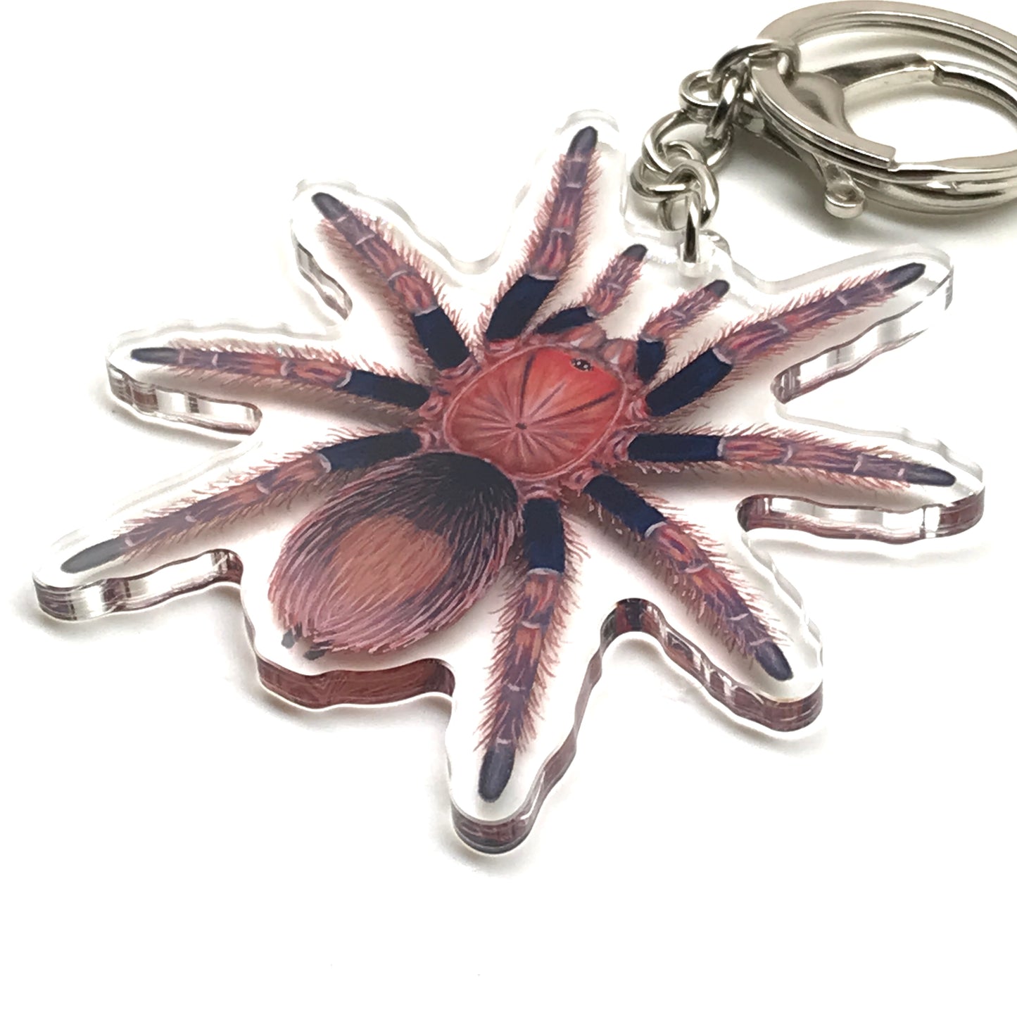 Palp Friction Tarantula Keychain, Bonnetina Chamela Acrylic Charm from The Silk Ranch
