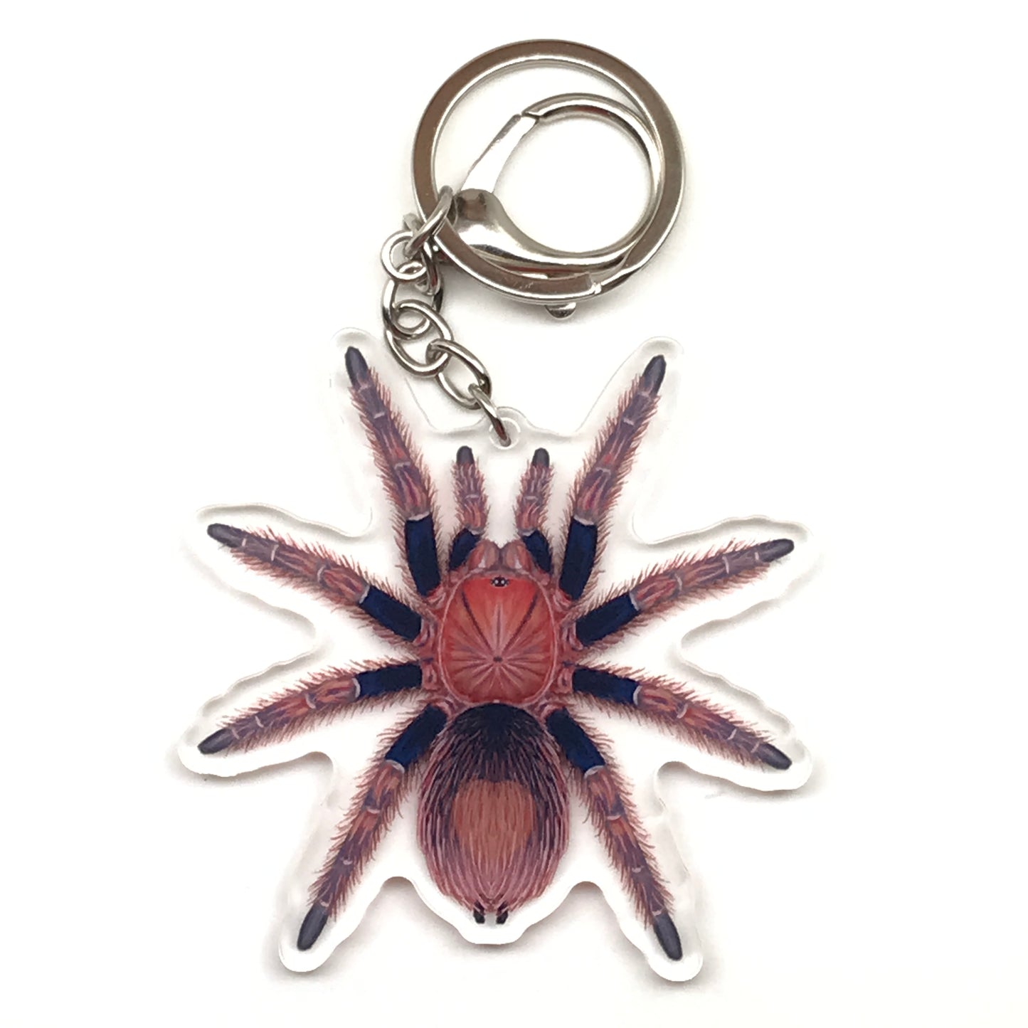 Palp Friction Tarantula Keychain, Bonnetina Chamela Acrylic Charm from The Silk Ranch