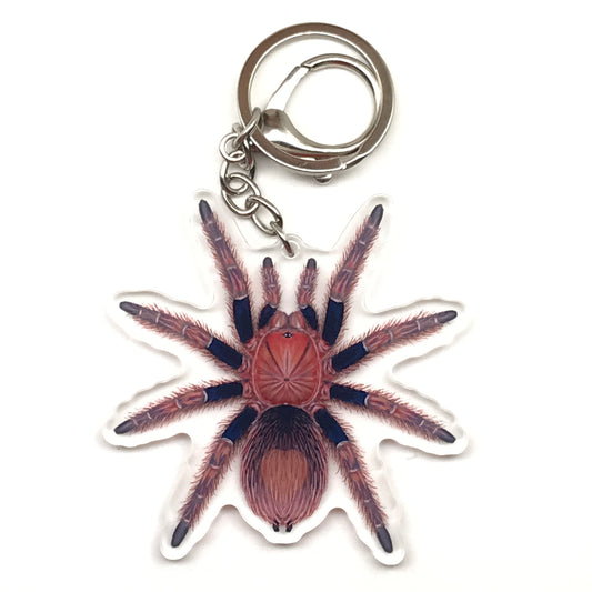 Palp Friction Tarantula Keychain, Bonnetina Chamela Acrylic Charm from The Silk Ranch
