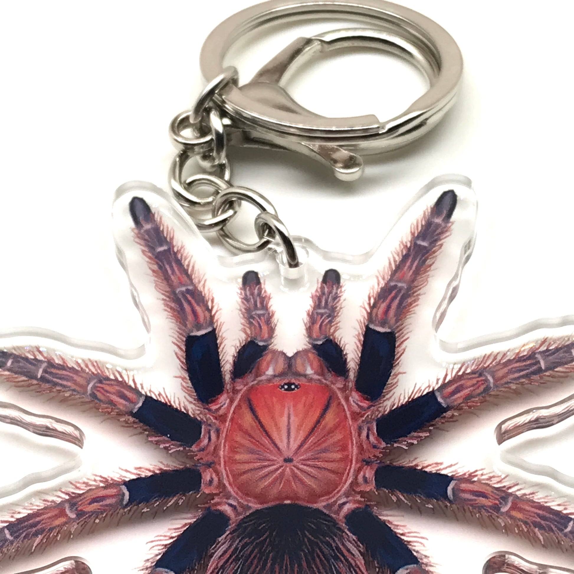 Palp Friction Tarantula Keychain, Bonnetina Chamela Acrylic Charm from The Silk Ranch
