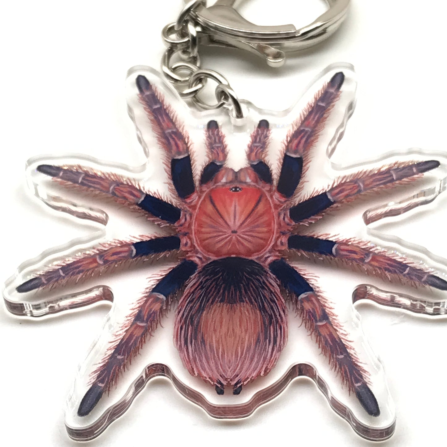 Palp Friction Tarantula Keychain, Bonnetina Chamela Acrylic Charm from The Silk Ranch