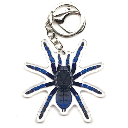 Cobalt Blue Tarantula Keychain, Cyriopagopus Lividus Acrylic Charm from The Silk Ranch