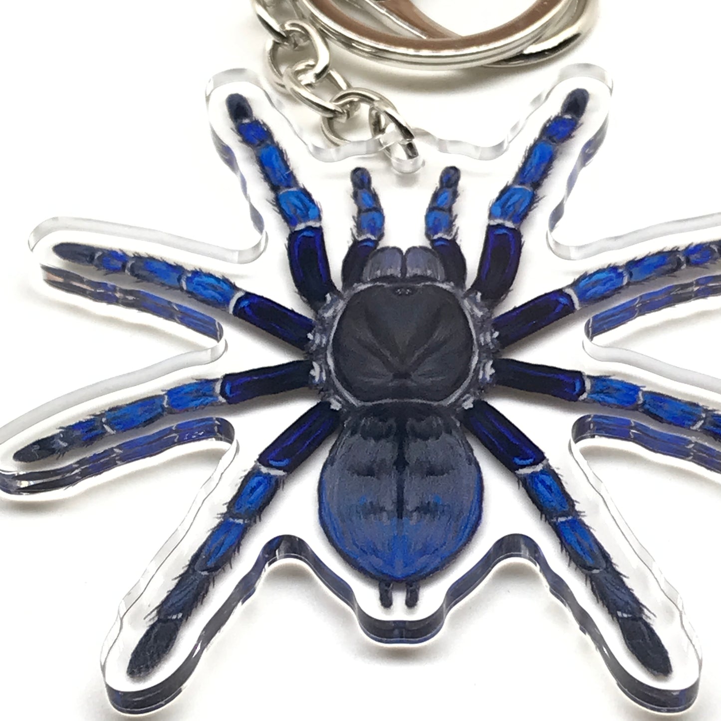 Cobalt blue tarantula keychain with acrylic charm featuring Cyriopagopus lividus spider design, from The Silk Ranch.