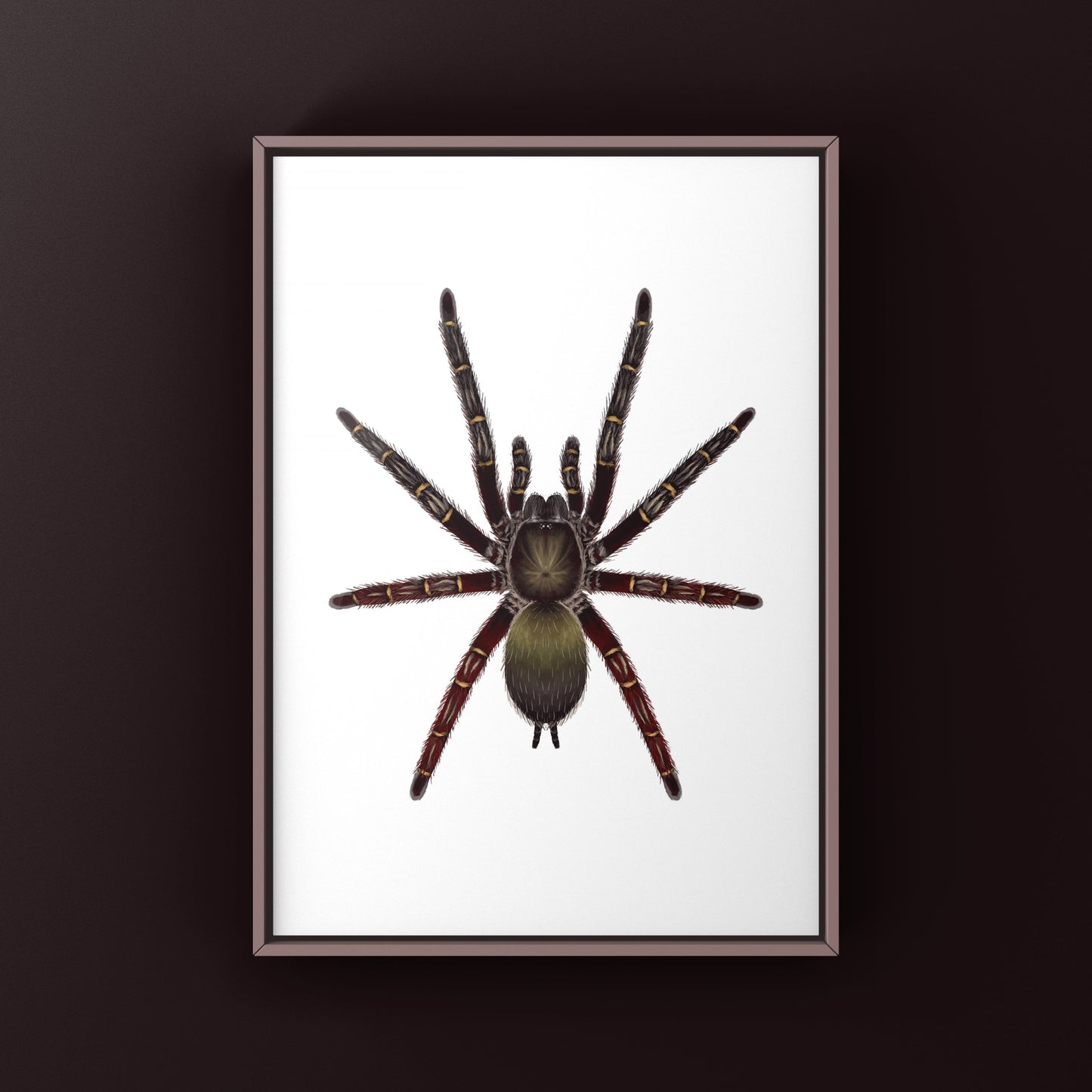 Red Skeleton Tarantula, Ephebopus Rufescens, Photographic Art Print from The Silk Ranch