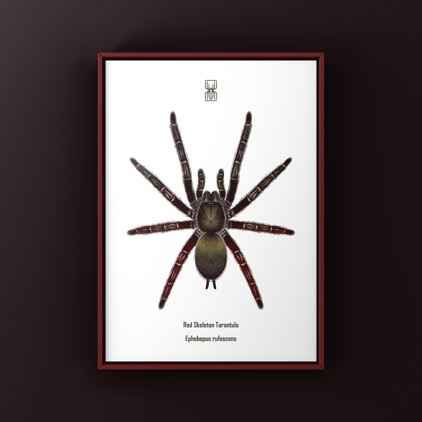 Red Skeleton Tarantula, Ephebopus Rufescens, Photographic Art Print from The Silk Ranch