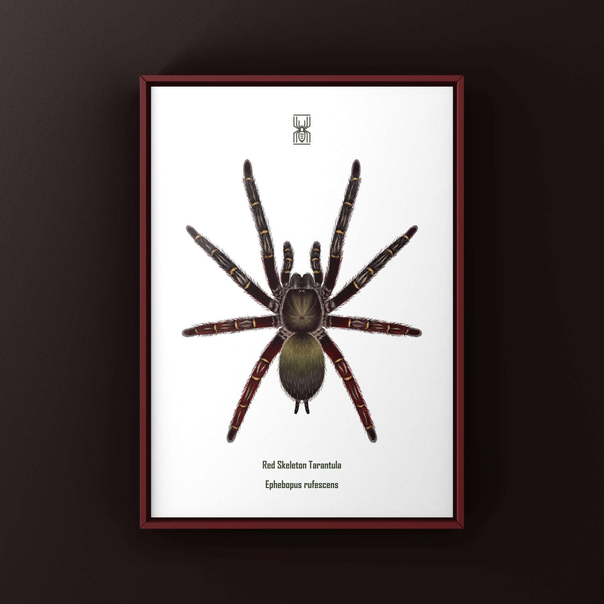 Red Skeleton Tarantula, Ephebopus Rufescens, Photographic Art Print from The Silk Ranch