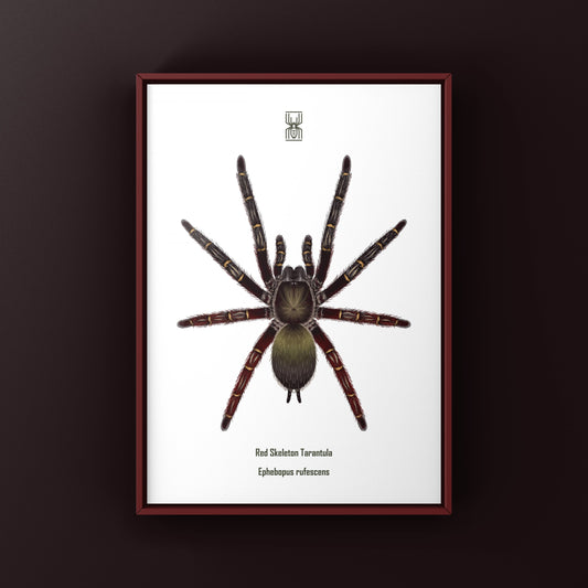 Red Skeleton Tarantula, Ephebopus Rufescens, Photographic Art Print from The Silk Ranch