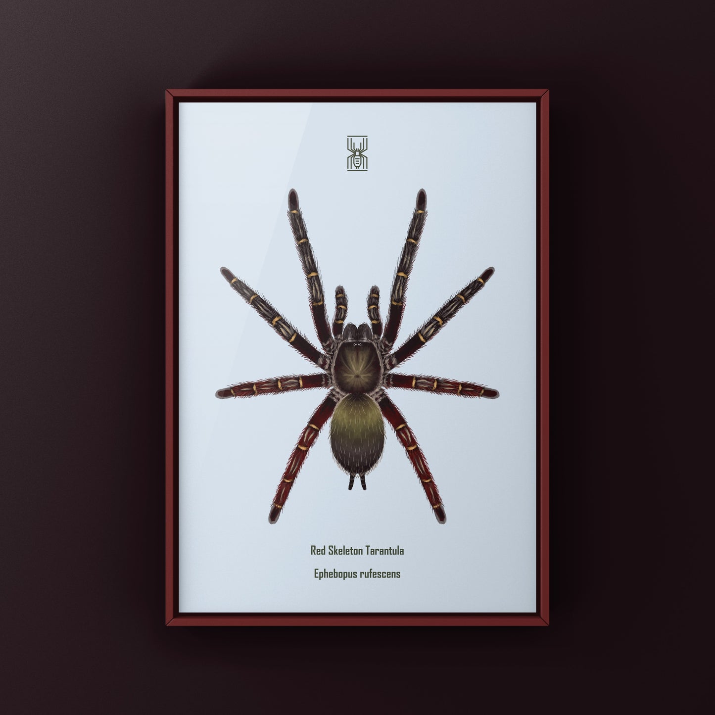 Red Skeleton Tarantula, Ephebopus Rufescens, Photographic Art Print from The Silk Ranch