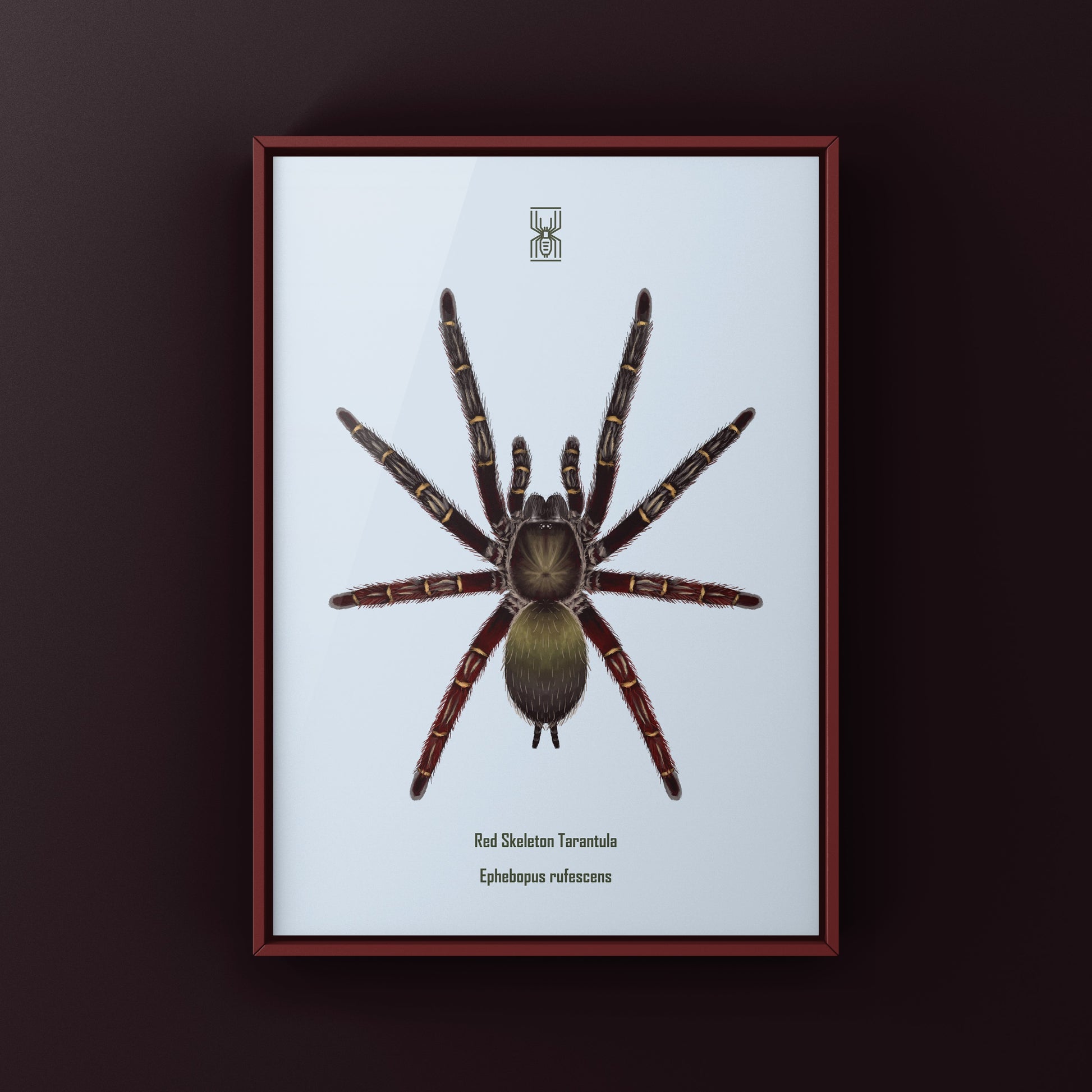 Red Skeleton Tarantula, Ephebopus Rufescens, Photographic Art Print from The Silk Ranch