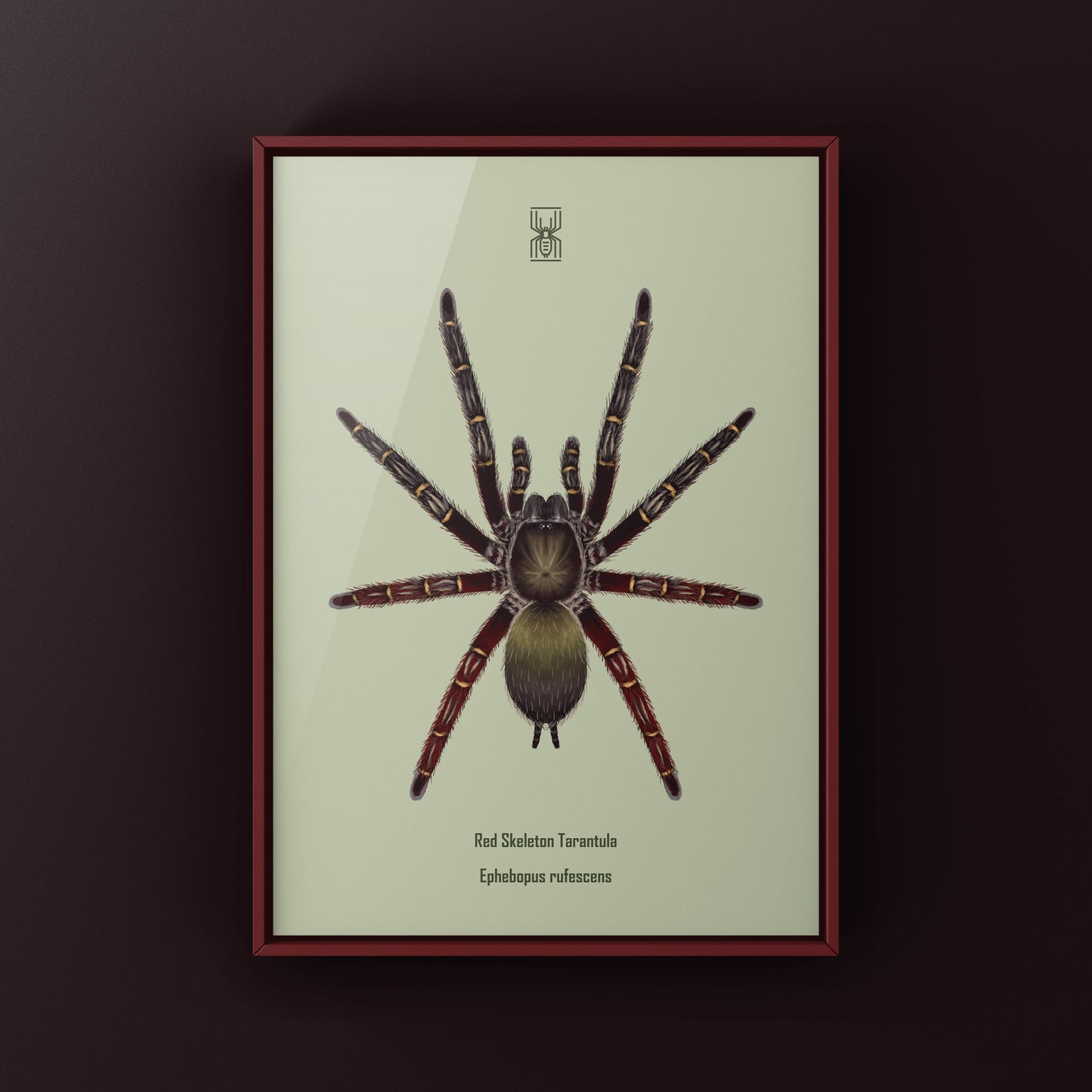 Red Skeleton Tarantula, Ephebopus Rufescens, Photographic Art Print from The Silk Ranch